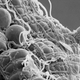 Illustration for article titled This Years Nobel Prize in Medicine Goes to Breakthroughs in Fighting Parasitic Diseases